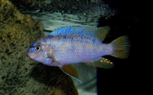 Labeotropheus fuelleborni 'Chizumulu Island'